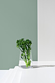 Vibrant green broccolini stalks, also known as Tenderstem and baby broccoli, are displayed in a clear glass jar filled with water on a white surface, with a contrasting light and shadow interplay.