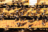 From above closeup of many bees gathering on wooden beehive on sunny day in apiary