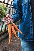 Close-up of fresh carrots held in a hand, with a denim jacket background in a greenhouse