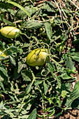 Leuchtend grüne Tomaten reifen in der warmen Sonne auf einem Bauernhof in Kastilien-La Mancha, der ein Beispiel für gesunde landwirtschaftliche Praktiken ist.