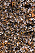 Nahaufnahme vieler Bienen, die in einem Bienenhaus auf dem Land auf einer Honigwabe sitzen