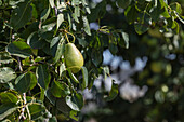 Eine einzelne Birne, die an einem Baum reift, umgeben von üppigen grünen Blättern, aufgenommen im Sonnenlicht in Castilla La Mancha.