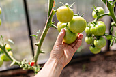 Close-up of a hand gently holding and inspecting a cluster of green, unripe organic tomatoes in a bright greenhouse setting