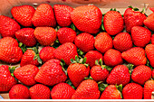 A vibrant display of fresh, ripe strawberries neatly packed in a box, showcasing their bright red color and tempting texture