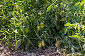 Cluster of green tomatoes growing amid dense foliage in a farm at Castilla La Mancha