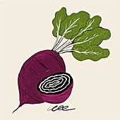 An artistic illustration of a beetroot with vibrant green leafy tops and a detailed cross-section showing its patterned inner rings.