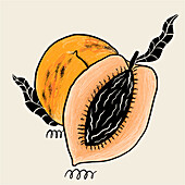 Dies ist eine künstlerische Illustration einer reifen Papaya, die aufgeschnitten wurde, um ihre schwarzen Kerne zu enthüllen, vor einem neutralen Hintergrund.