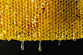 Closeup of yellow honeycomb with sweet liquid honey dripping on black background in studio