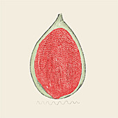 Hand-drawn illustration of a ripe fig cross-section, highlighting the intricate seed texture and vibrant red flesh against a neutral background.