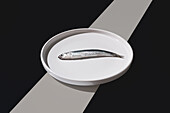 A single anchovy rests on a pristine white plate, overlaid with striking geometric shadows that create a dynamic contrast