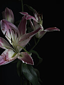 A beautifully captured close-up of pink lilies, featuring vivid colors and intricate details, set against a deep, dark background, highlighting the natural elegance and beauty of the flowers