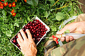 A person's hand is seen picking ripe red cherries placed in a white basket on green grass, next to a running water hose.