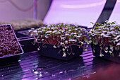 Trays of vibrant microgreens flourishing indoors under purple LED lighting, highlighting the trend of urban farming and sustainable agriculture practices