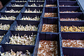 Trays filled with microgreens at different growth stages, showcasing sprouts from seeding to early leaf development, arranged in rows