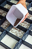 Detailed view of a hand spreading microgreen seeds in sectional trays for precision planting, highlighting the beginning stage of urban indoor farming