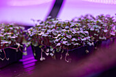 Lush microgreens flourish under the glow of purple LED lights in indoor agricultural settings, showcasing modern farming techniques