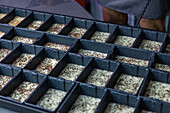 Trays divided into small compartments filled with freshly sown microgreen seeds, highlighting the initial stage of indoor urban agriculture