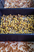 Close-up view of sprouting microgreens in a tray, showcasing the early growth stage of the delicate plants with visible moisture droplets