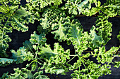 Overhead shot of growing kale