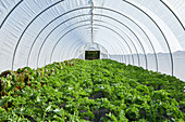 Kale and Swiss Chard Growing in a Lettuce Tunnel