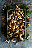 Freshly collected boletus in a wooden box on a metal background with moss