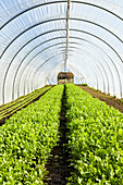 Arugula Growing in a Lettuce Tunnel