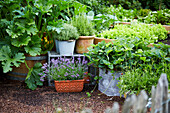 Fresh zucchini in a vegetable garden atmosphere