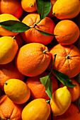 Navel oranges & lemons close-up