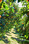 Blick durch Mandarin-Orangen-Obstgartenbäume