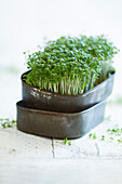 Fresh cress in a metal box on a white wooden background