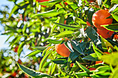 Nahaufnahme von Mandarin-Orangen an einem Baum mit blauem Himmel