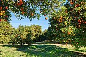 Mandarin-Orangen-Obstgarten-Landschaft mit blauem Himmel