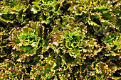 overhead shot of salad heads