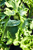 Close-up of water on a kale leaf