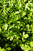 Arugula Growing Close-Up and Detail Shot