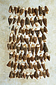 Pointed morel pulled onto a string and hung up to dry