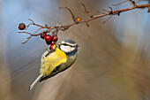 Blaumeise (Cyanistes caeruleus) beim Fressen von Weißdornbeeren, Elmley Nature Reserve, Kent, England, Vereinigtes Königreich, Europa