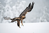 Steinadler im Flug über schneebedecktem Feld, Finnland, Europa