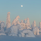 Full moon rising over snow covered winter landscape at twilight, tykky, Kuntivaara Fell, Finland, Europe