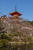 Temples and shrines during the cherry blossom (sakura) season and festivals, Kyoto, Honshu, Japan, Asia