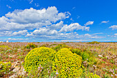 Blühende Blumen, Syrakus, Sizilien, Italien, Mittelmeerraum, Europa