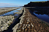 Die Gezeitenzone der Quantock Coast, die eine Fülle von Geologie und Wildtieren enthält, ein Gebiet von besonderem wissenschaftlichen Interesse (SSSI), West Somerset, England, Vereinigtes Königreich, Europa