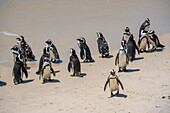 View of African penguins on Boulders Beach, Seaforth, Table Mountain National Park, Cape Town, Western Cape, South Africa, Africa