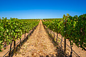 View of vineyard at Groot Constantia-Trust, Constantia, Cape Town, Western Cape, South Africa, Africa