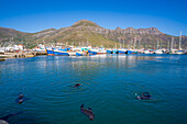 Blick auf Kap-Pelzrobben (Arctocephalus pusillus pusillus) im Hafen von Hout Bay, Hout Bay, Kapstadt, Westkap, Südafrika, Afrika