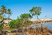 Mangrove Trees at Blue Hole Park, Hamilton Parish, Bermuda, North Atlantic, North America