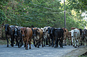 Rinder auf der Straße, Insel Ometepe, Bundesstaat Rivas, Nicaragua, Mittelamerika