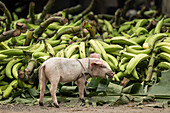 Piglet, Ometepe Island, Rivas State, Nicaragua, Central America