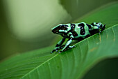 Grüner und schwarzer Pfeilgiftfrosch (Dendrobates auratus), Sarapiqui, Costa Rica, Mittelamerika