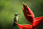 Schuppenbrustkolibri, Tieflandregenwald, Sarapiqui, Costa Rica, Mittelamerika